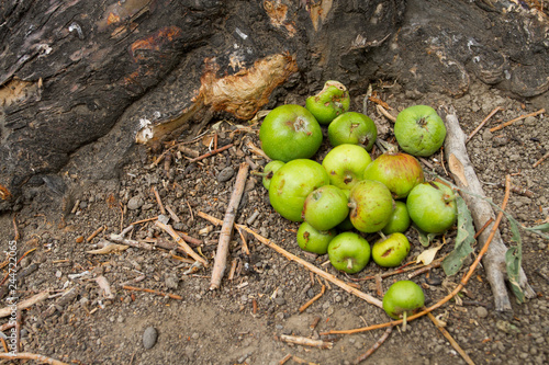 Apples in the forest