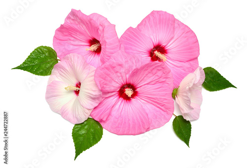 Pink hibiscus bouquet flowers with leaf isolated on white background. Flat lay, top view
