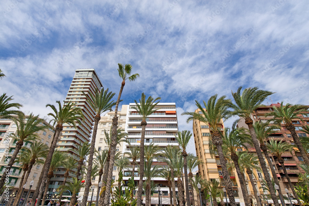 Modern residential block buildings behind traditional local breed of palm trees in the center of Alicante, Spain.  