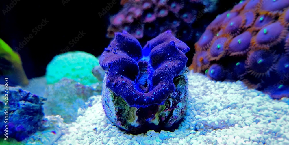 Obraz premium Máximo Tridacna Almeja 