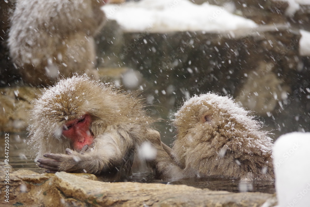 Obraz premium スノーモンキー