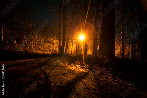 mysterious forest with lamp light