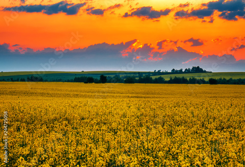 blooming rape field on sunset