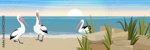 Three pelicans on the sandy shore of the lake. Stones and grass. Wild birds of Australia, New Guinea and Indonesia. Realistic vector landscape