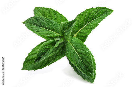 green and fresh mint leaves on white