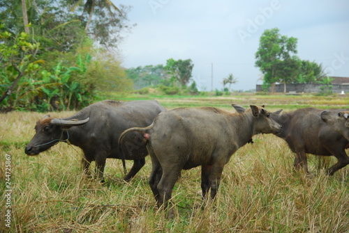 buffaloes look for grass in the fields