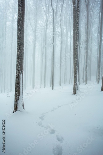 Footprints in the snow, wit...