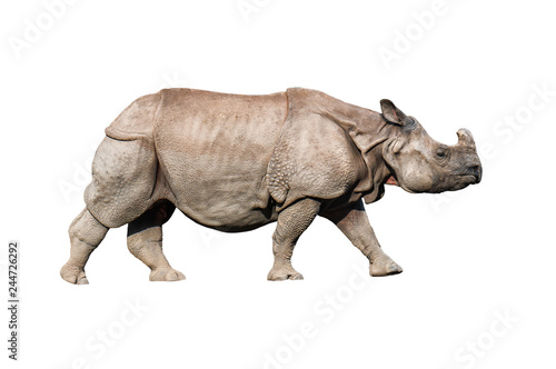 live rhinoceros on white