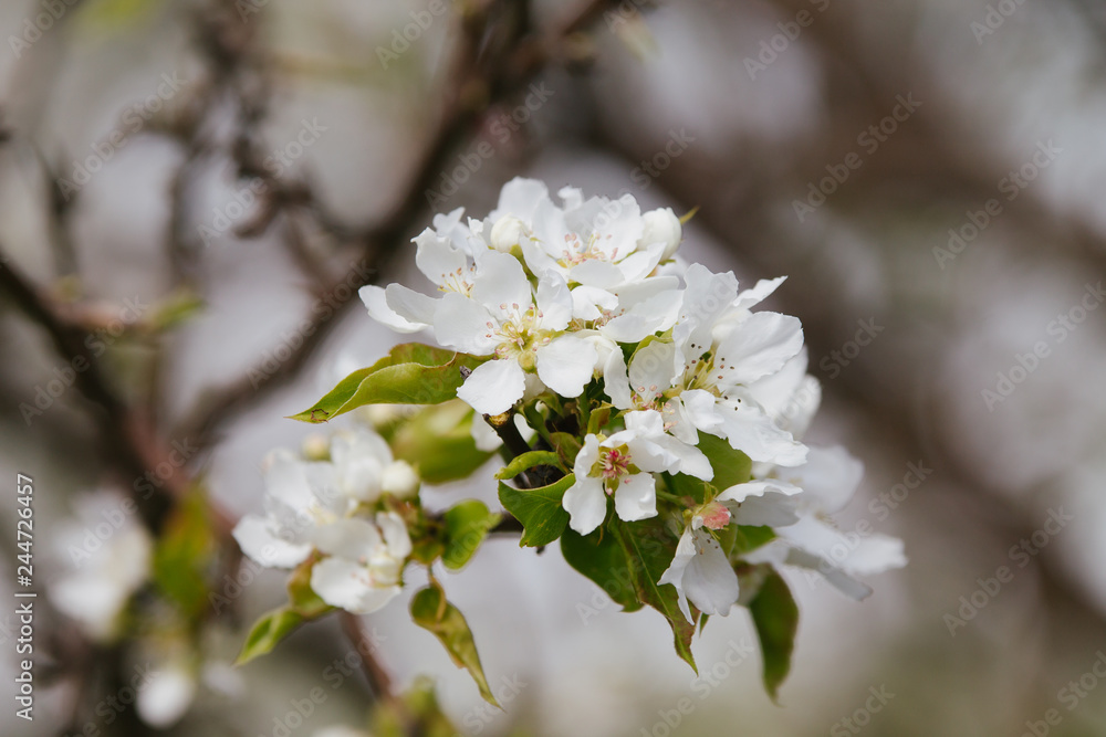 Close up of pear tree flowers in spring Close up of pear tree flowers in spring