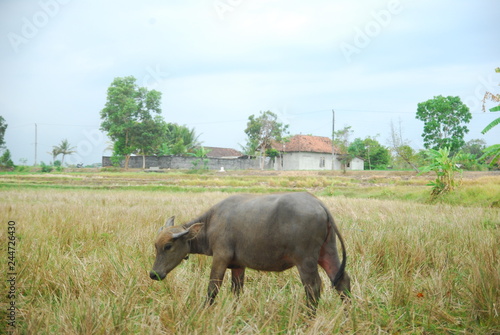 buffaloes look for grass in the fields