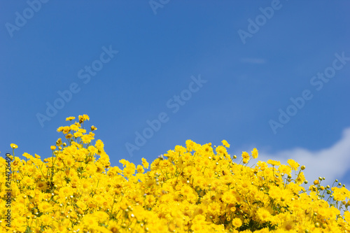 Yellow chrysanthemum field in the white clouds and blue sky background.