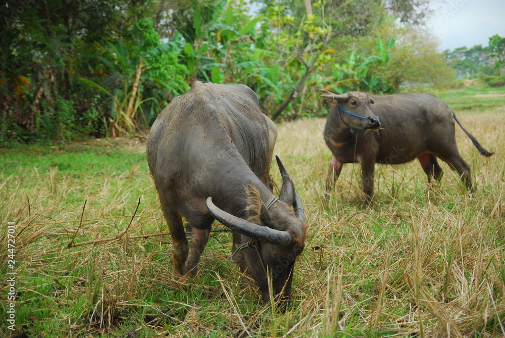 Obraz premium buffaloes look for grass in the fields