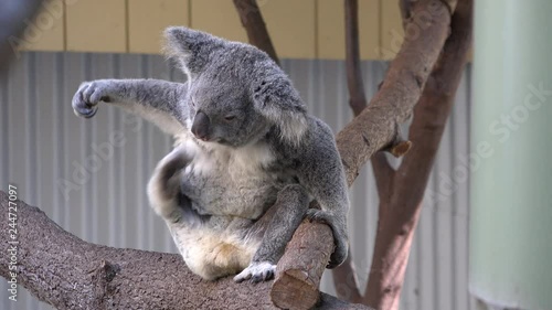 Mid shot of Australian Koala Bear scratching itself under its arm.