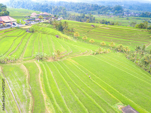 Paddy hill with aerial view at Jatiluweh  Bali  Indonesia.