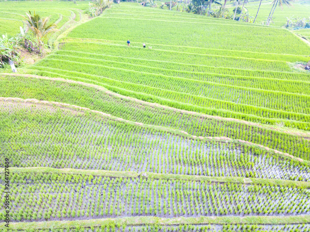 Paddy hill with aerial view at Jatiluweh, Bali, Indonesia.