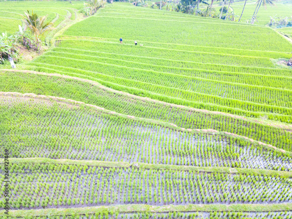 Paddy hill with aerial view at Jatiluweh, Bali, Indonesia. Paddy hill with aerial view at Jatiluweh, Bali, Indonesia.