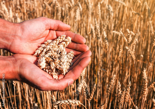 wheat spikes in the hands © Volodymyr Shevchuk