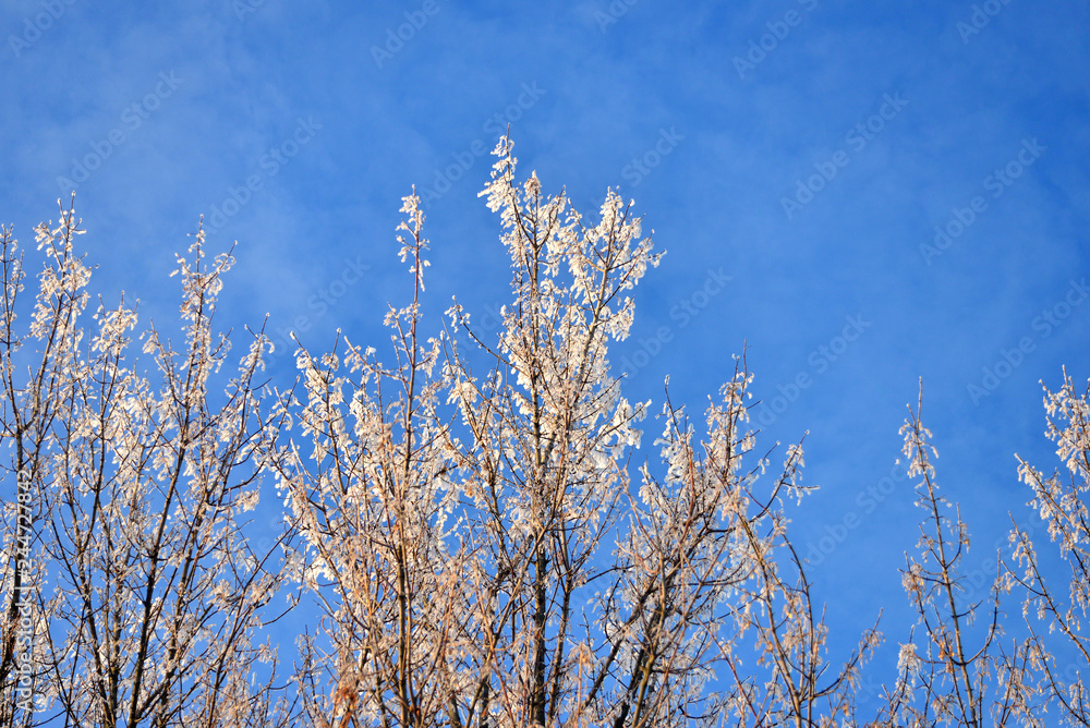 Beautiful winter landscape. Snow-covered trees with hoarfrost against the blue sky and clouds Beautiful winter landscape. Snow-covered trees with hoarfrost against the blue sky and clouds