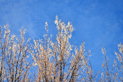 Beautiful winter landscape. Snow-covered trees with hoarfrost against the blue sky and clouds