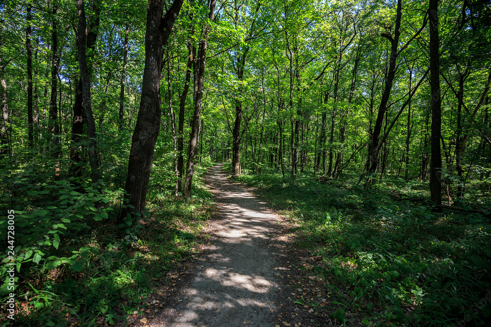summer road through deciduous green forest summer road through deciduous green forest