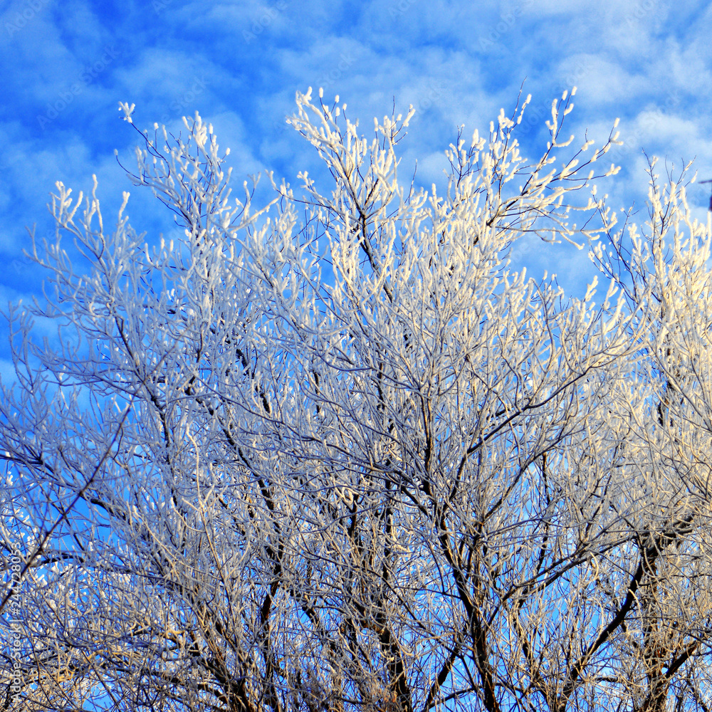 Beautiful winter landscape. Snow-covered trees with hoarfrost against the blue sky and clouds Beautiful winter landscape. Snow-covered trees with hoarfrost against the blue sky and clouds