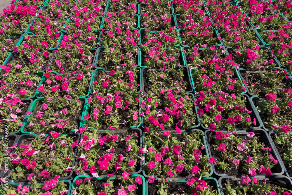 Lots of green boxes with magenta colored petunias Lots of green boxes with magenta colored petunias