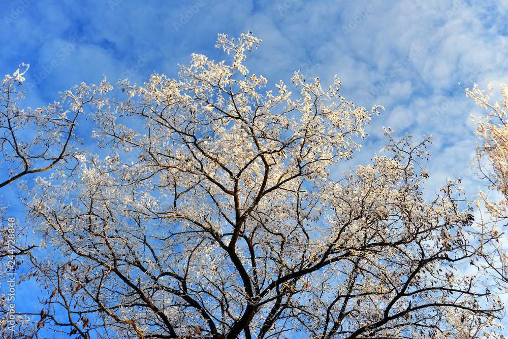 Beautiful winter landscape. Snow-covered trees with hoarfrost against the blue sky and clouds Beautiful winter landscape. Snow-covered trees with hoarfrost against the blue sky and clouds