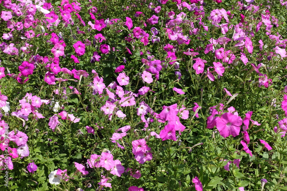 Colorful flowers of petunias in shades of pink Colorful flowers of petunias in shades of pink