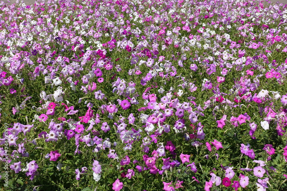 Field of flowering colorful petunias in July Field of flowering colorful petunias in July