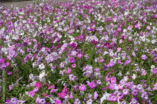 Lots of flowering colorful petunias in July