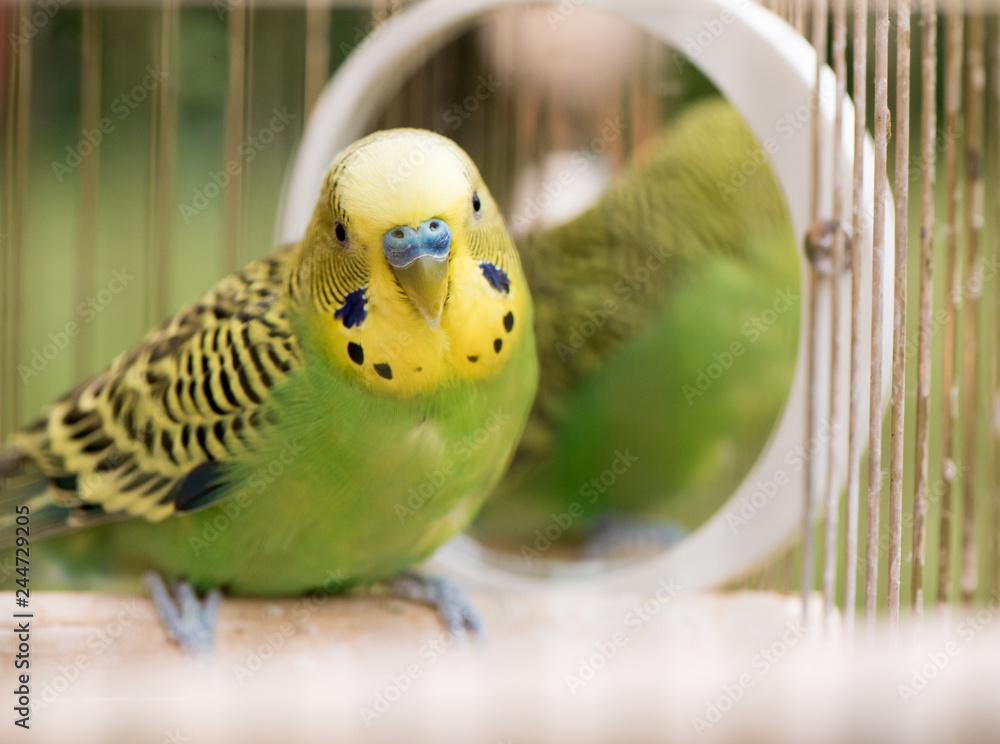 Naklejka premium Zielony papugi nierozłączki z bliska siedzi w klatce w pobliżu lustra. Śliczny zielony budgie.