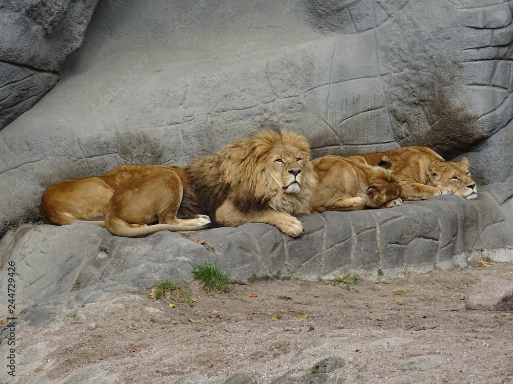 Hagenbecks Tierpark, Hamburg, Oktober 2018 Hagenbecks Tierpark, Hamburg, Oktober 2018