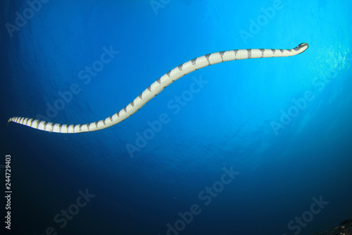 Banded Sea Snake (Krait) 