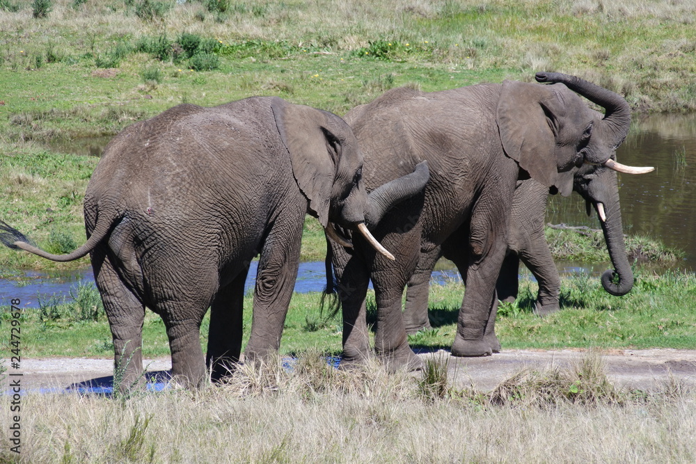 Elefanten auf dem Weg zum Wasser in Südafrika Elefanten auf dem Weg zum Wasser in Südafrika