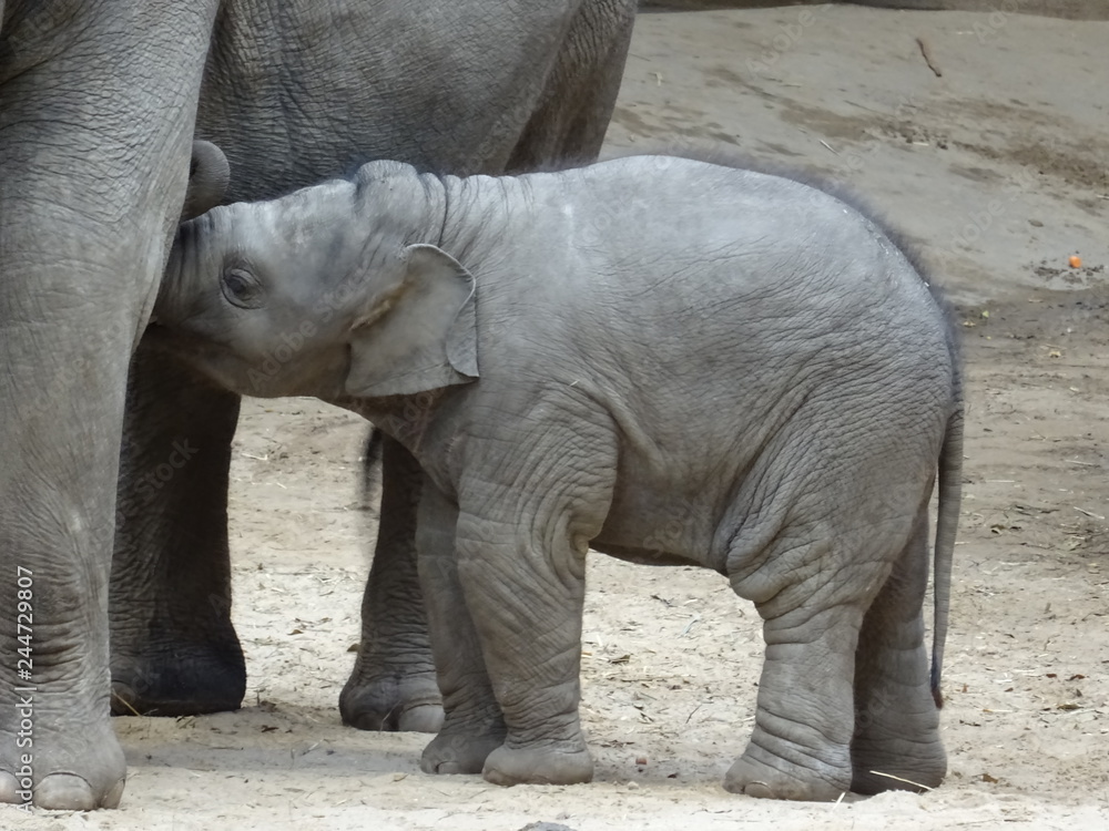 Naklejka premium Hagenbecks Tierpark, Hamburg, Oktober 2018