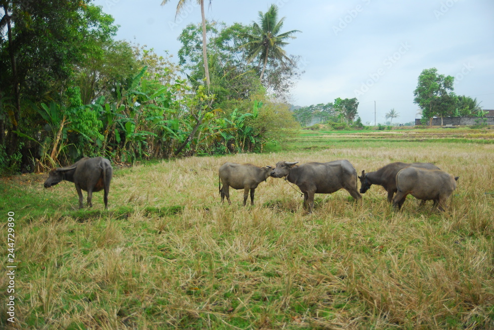 buffaloes look for grass in the fields buffaloes look for grass in the fields