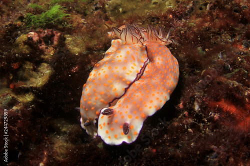 Nudibranch Chromodoris Sea Slug pair mating 