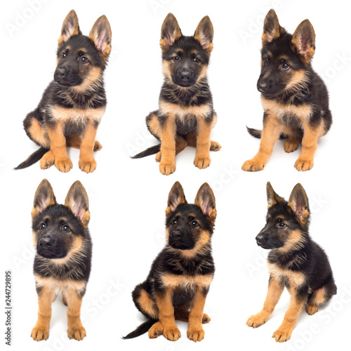 Collection beautiful puppy is the German shepherd, isolated on a white background. Fluffy dog close-up of brown and black color