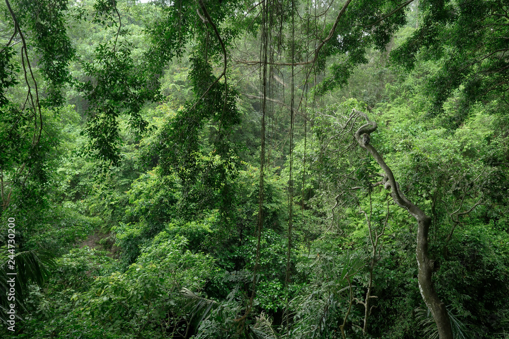 Obraz premium Bali monkeyforest Ubud