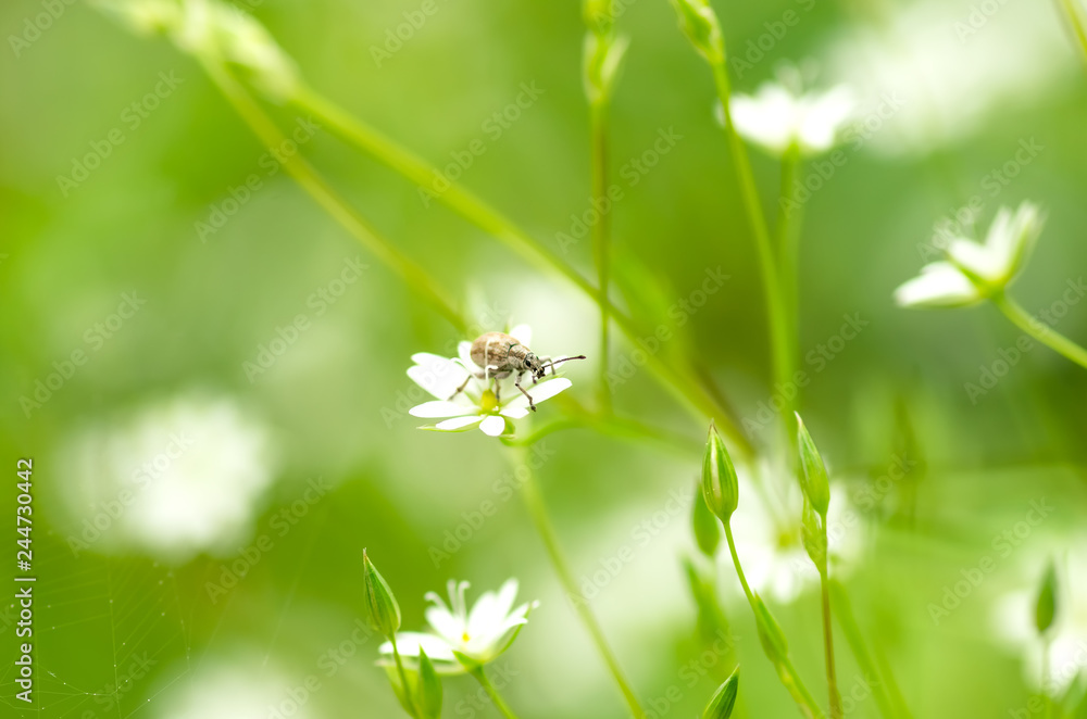 Beetle in a small white flower in spring Beetle in a small white flower in spring