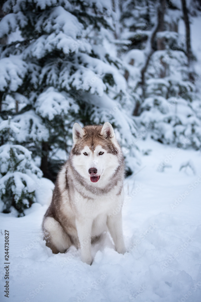 Cute and happy beige dog breed siberian husky sitting on the snow in the fairy winter forest Cute and happy beige dog breed siberian husky sitting on the snow in the fairy winter forest