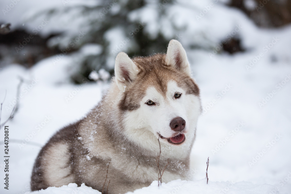 Beautiful and free beige dog breed siberian husky lying on the snow in the fairy winter forest