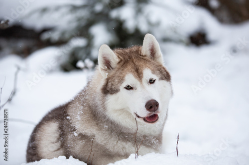 Beautiful and free beige dog breed siberian husky lying on the snow in the fairy winter forest © Anastasiia