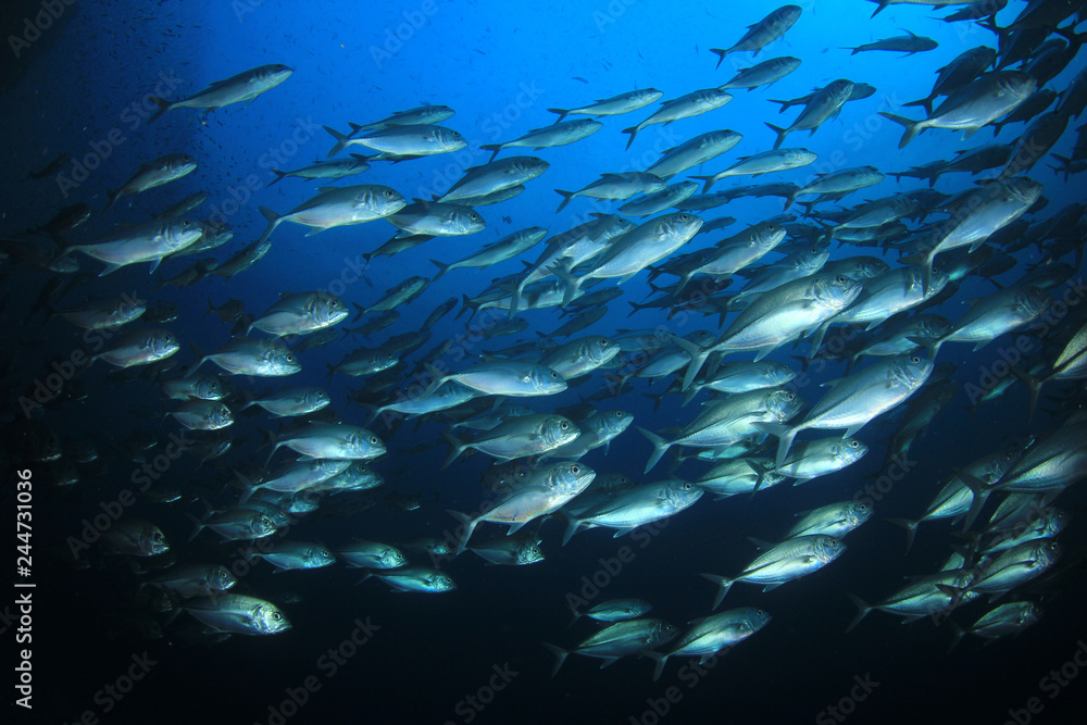 Bigeye Trevally fish Bigeye Trevally fish