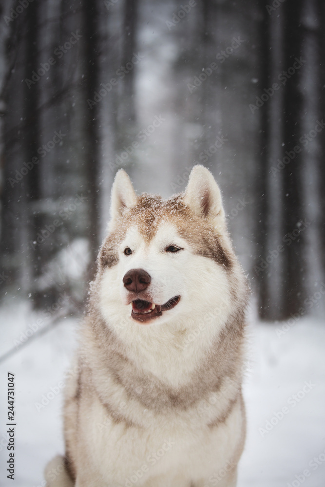 Gorgeous and happy beige and white dog breed siberian husky sitting on the snow in the forest in winter Gorgeous and happy beige and white dog breed siberian husky sitting on the snow in the forest in winter