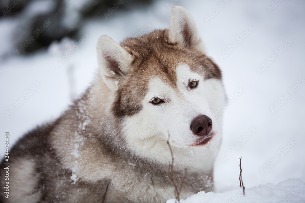 Happy and cute beige dog breed siberian husky sitting on the snow in the fairy winter forest