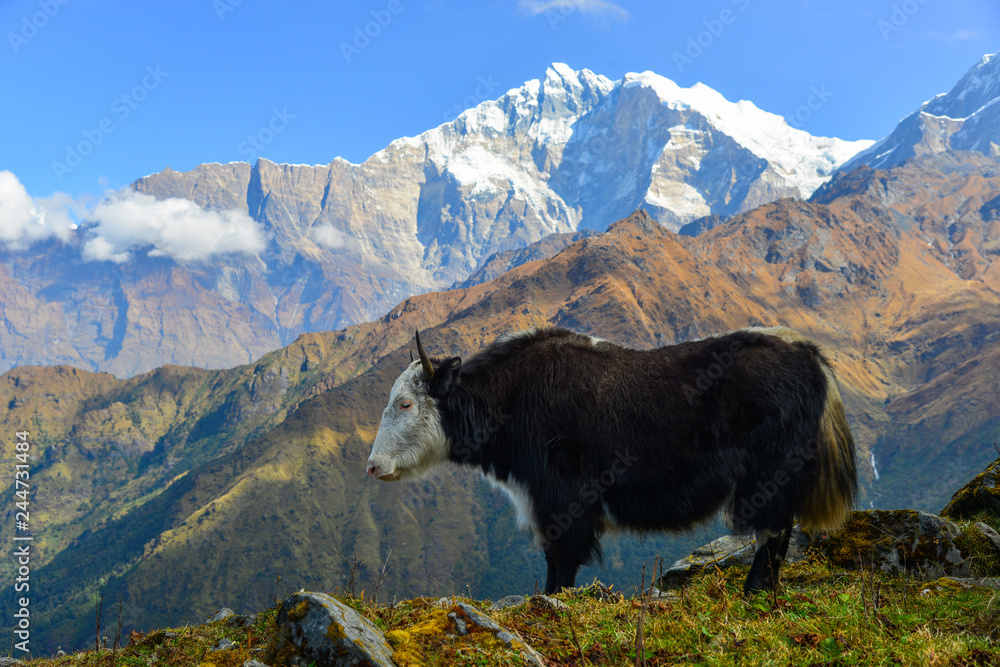 Yak cow on mountain of Annapurna, Nepal