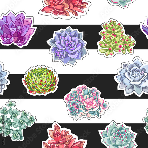 Beautiful succulents decoration design. Floral seamless pattern. Botanical illustration on a striped background.