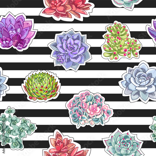 Beautiful succulents decoration design. Floral seamless pattern. Botanical illustration on a striped background.