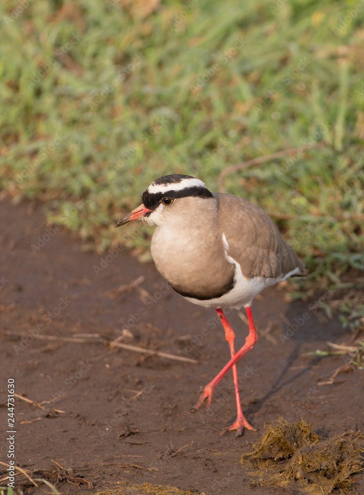 Crowned Plover in Serengeti Tanzania Crowned Plover in Serengeti Tanzania
